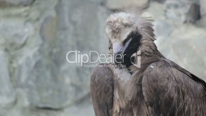 Vulture cleans itself