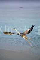 Heron taking off