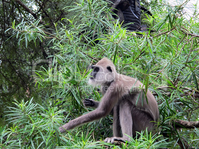 Hanuman langur