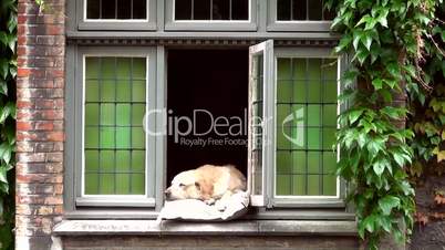 Hund liegt im offenen Fenster
