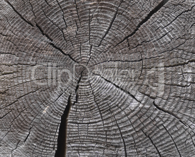 old saw cut wood texture