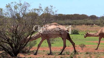 Dromedare (Camelus dromedarius)