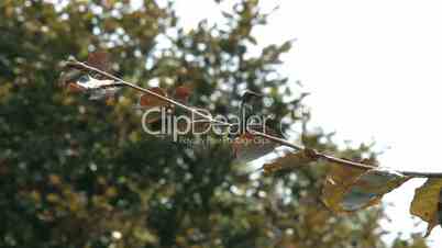 Zweig mit Blättern und Vogel