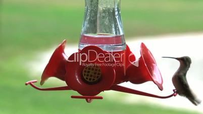Kolibri Futterspender