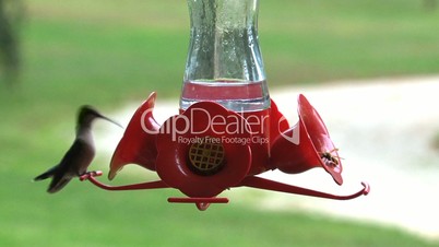 Kolibri Futterspender