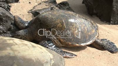 Schildkröten auf Hawaii
