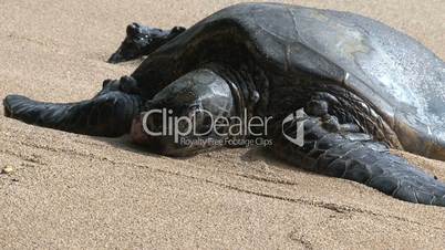 Schildkröten auf Hawaii