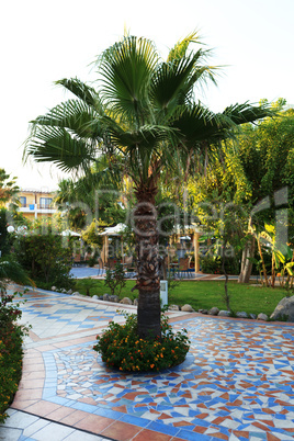 Palm on a mosaic floor