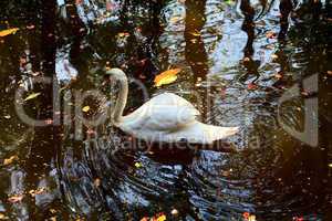 Alone white swan