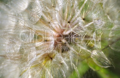 Nahaufnahme einer Pusteblume mit Pollen