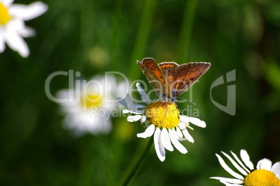 Schmetterling Distelfalter auf einer Margerite