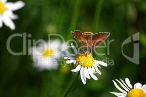 Schmetterling Distelfalter auf einer Margerite