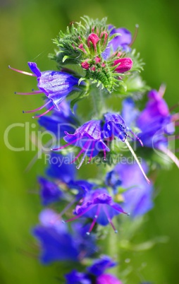 Feld und Wiesenblume in lila blau Natternkopf
