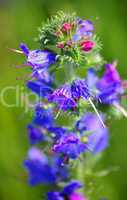 Feld und Wiesenblume in lila blau Natternkopf
