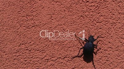 ground beetle,