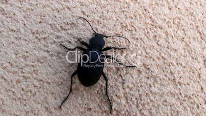 ground beetle,