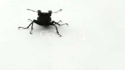 Stag Beetle,