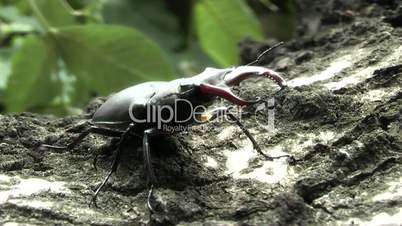 Stag Beetle,