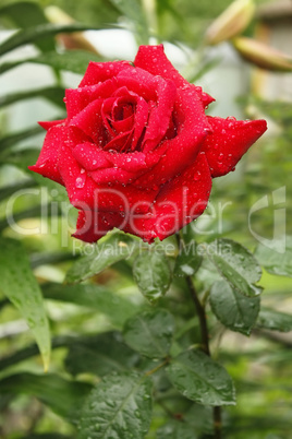 Flowering red rose after the rain