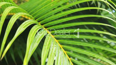 foliage of palm