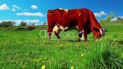 cow on meadow