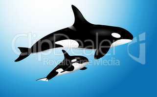 Orca wahle with baby