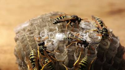 Macro of wasp (Hymenoptera), timelapse