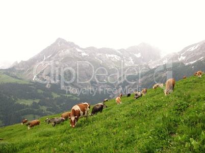 Grazing Cows And Mountains