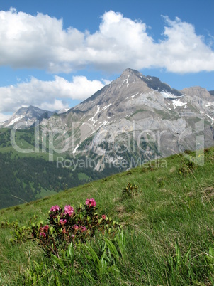Spitzhorn And Alpenrosen