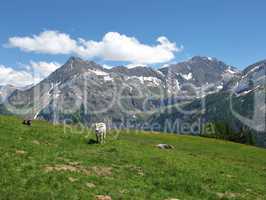Spitzhorn  And Cattle