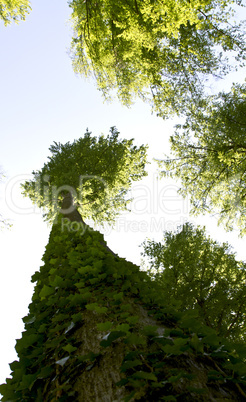 looking up to the trees