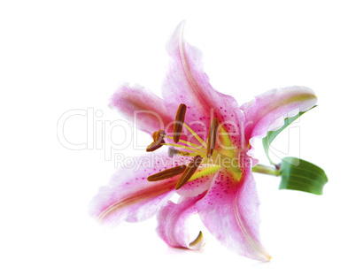 Pink tiger lily
