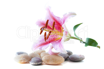 Pink lily and pebble