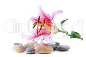 Pink lily and pebble