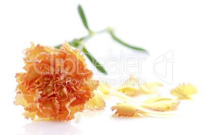 Carnation and petal