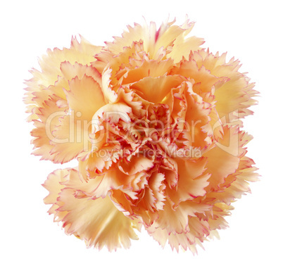 Gold carnation flower