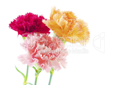 Carnation flowers