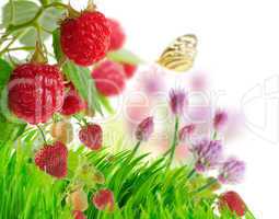 Berries And Grass