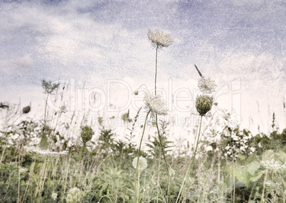 Wild Flowers And Grass