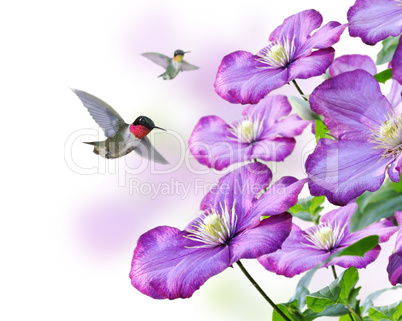 Flowers And Hummingbirds