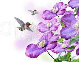 Flowers And Hummingbirds