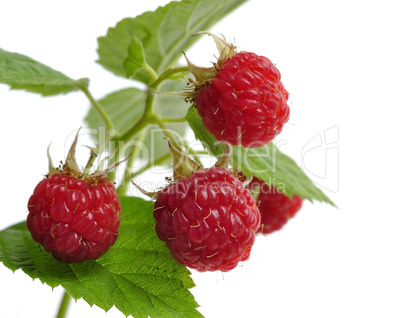 Fresh Raspberry