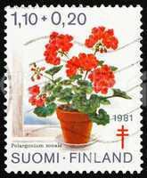 Postage stamp Finland 1981 Geranium, Pelargonium Zonale