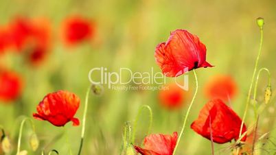 Poppy flowers