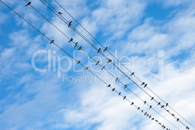 Swallows on electric wires against blue sky.