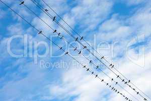 Swallows on electric wires against blue sky.