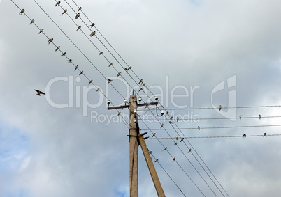 Swallows on electric wires against cloudy sky.