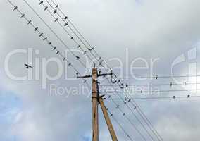 Swallows on electric wires against cloudy sky.