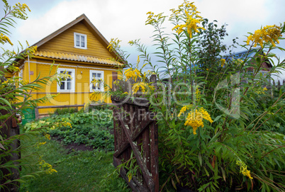Rural scene with yellow flowers and wooden house