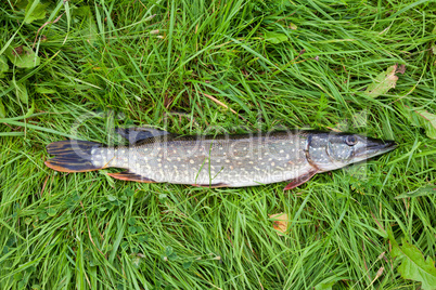 Freshwater fish pike lying on the green grass